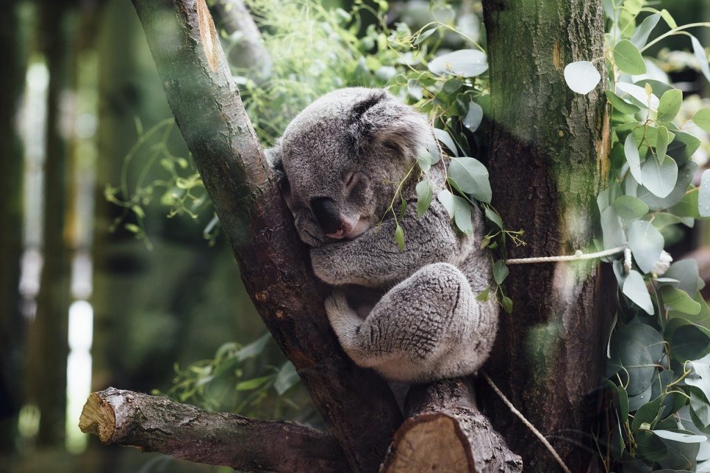 Schlafender Koala, ausschlafen für die Mama